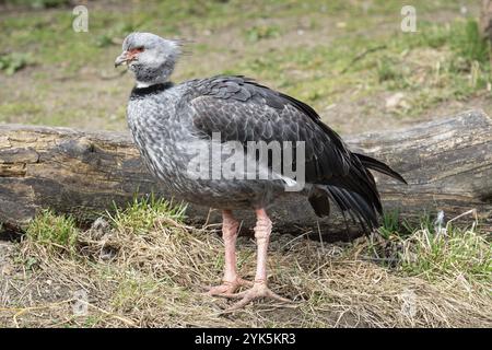 Screamer du sud, Chauna torquata. Grand oiseau sud-américain Banque D'Images