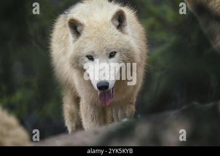 Le loup arctique (Canis lupus arctos), également connu sous le nom de loup blanc ou de loup polaire Banque D'Images