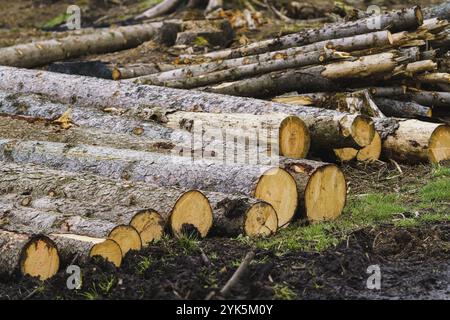 Pile de bois. Une vue d'énormes piles de bûches Banque D'Images