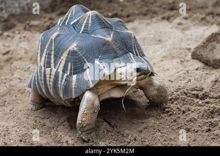 Tortue rayonnée marchant sur terre, Astrochelys radiata. Espèce de tortue en danger critique d'extinction, endémique de Madagascar Banque D'Images