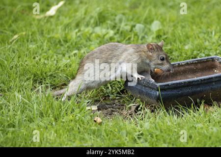 Rat de Norvège avec noix dans la bouche appuyé contre pot dans l'herbe verte debout regardant à droite Banque D'Images
