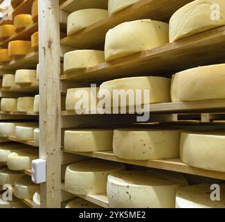 Les têtes de fromage rondes dans la fromagerie reposent sur les étagères des étagères dans le stockage pour la maturation. Production de fromage naturel, entrepôt alimentaire Banque D'Images