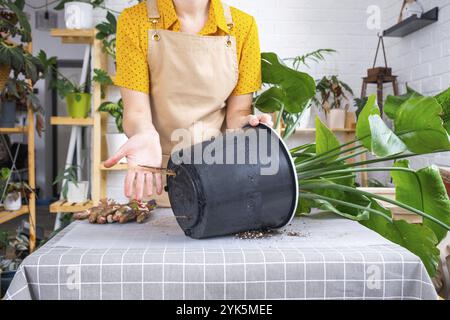 Rempotage de la plante maison strelitzia nicolai dans nouveau pot grand panier, les racines sont sorties de pot par le fond. Femme dans un tablier prenant soin d'une plante en pot Banque D'Images