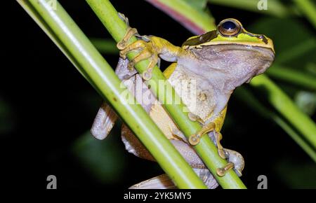 Grenouille d'arbre à bandes croisées de la Nouvelle Grenade, Smilisca phaeota, forêt tropicale, parc national de Corcovado, zone de conservation d'Osa, péninsule d'Osa, Costa Rica, Banque D'Images