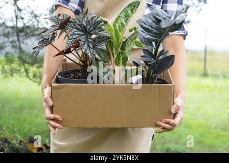 Fleuriste emballe les plantes d'intérieur en pot dans une boîte pour la livraison à l'acheteur. Vente, expédition sûre des plantes du magasin, colis. Fleuriste, maison petite Banque D'Images