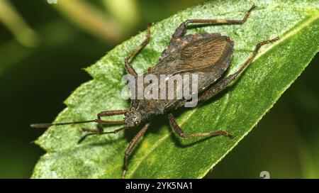 Bug Shield, Chust Bug, Hemiptera, forêt tropicale, bassin de la rivière Napo, Amazonie, Equateur, Amérique, Amérique du Sud Banque D'Images