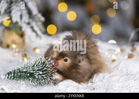 Un hamster moelleux shaggy drôle grignotant sur le sapin de Noël sur un fond de Noël avec des lumières de fées et bokeh Banque D'Images