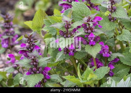 Fleurs roses d'ortie morte tachetée Lamium maculatum. Plantes médicinales dans le jardin Banque D'Images