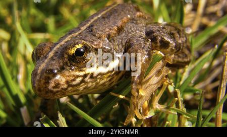 Grenouille de Perez, grenouille aquatique ibérique, Pelophylax perezei, Parc national de la Sierra de Guadarrama, Ségovie, Castilla y Leon, Espagne, Europe Banque D'Images