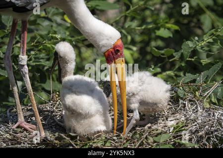 Cigogne blanche (Mycteria cinerea) nourrissant les poussins. Nid d'oiseau. Mycteria cinerea familial dans le nid Banque D'Images