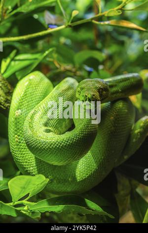 Python vert (Morelia viridis) gros plan. Art portrait Banque D'Images