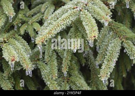 Gouttes d'eau congelées sur une branche d'épinette. Fond naturel d'hiver Banque D'Images