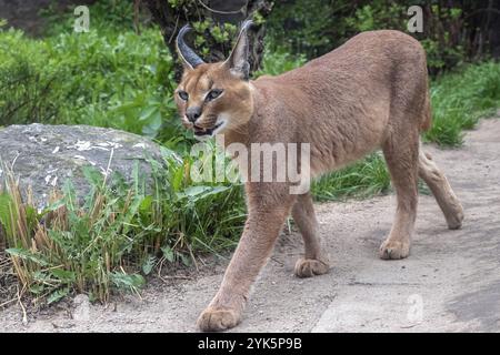 Les chats du désert Portrait Caracal (Caracal caracal), ou lynx d'Afrique avec de longues oreilles touffetée Banque D'Images