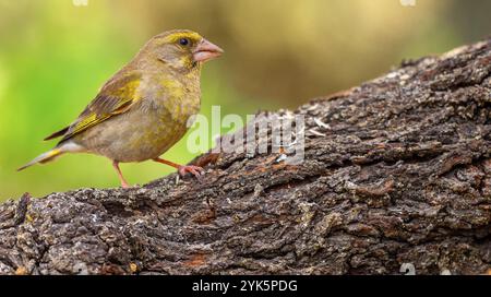 Greenfinch, Carduelis chloris, forêt méditerranéenne, Castilla y Leon, Espagne, Europe Banque D'Images