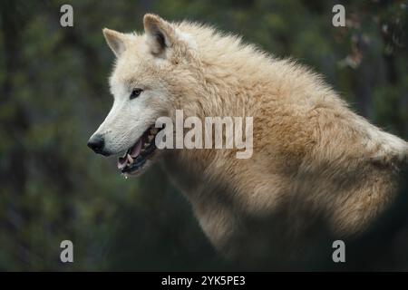 Le loup arctique (Canis lupus arctos), également connu sous le nom de loup blanc ou de loup polaire Banque D'Images