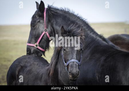 Poulain de beauté, étalon de cheval frison Banque D'Images