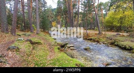 Rivière Eresma, forêt de pins écossais, parc national de la Sierra de Guadarrama, Segovia, Castille et Leon, Espagne, Europe Banque D'Images