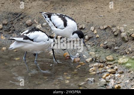 Troupeau d'avocats à pied, oiseau de wader noir et blanc (Recurvirostra avosetta) Banque D'Images