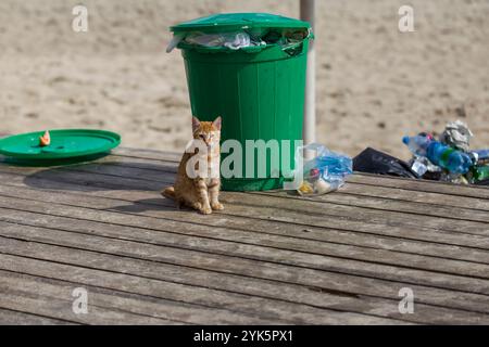 Poubelle en plastique, ordures sur la plage et chat. Concept de lutte contre les infections. Banque D'Images