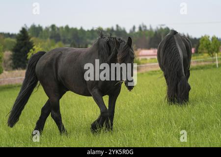 Deux chevaux noirs de la frise debout sur le pâturage Banque D'Images