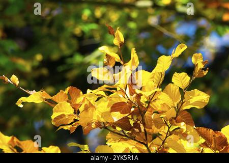 Feuilles d'automne. Feuilles jaunes sur une branche de hêtre Banque D'Images