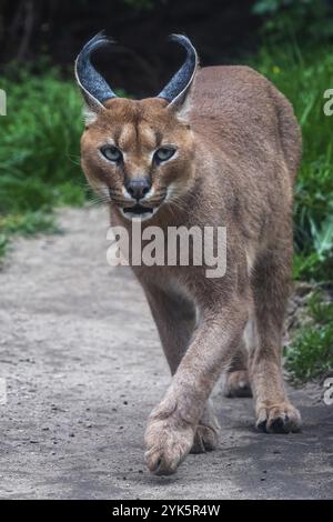 Les chats du désert Portrait Caracal (Caracal caracal), ou lynx d'Afrique avec de longues oreilles touffetée Banque D'Images