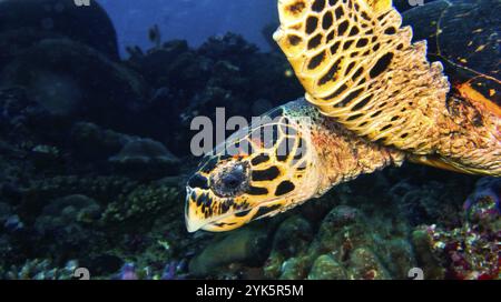 Tortue des mers, Eretmochelys imbricata, Coral Reef, Atoll d'Ari du Sud, Maldives, Océan Indien, Asie Banque D'Images