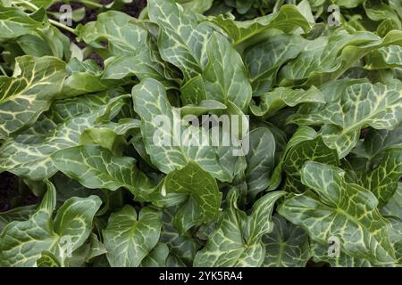 Les jeunes feuilles de l'Arum maculatum Banque D'Images