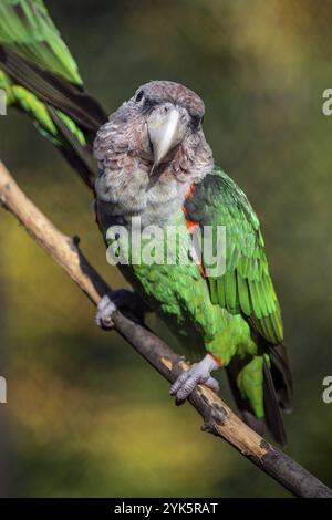 Perroquet du Cap (Poicephalus robustus) oiseau exotique assis sur l'arbre Banque D'Images