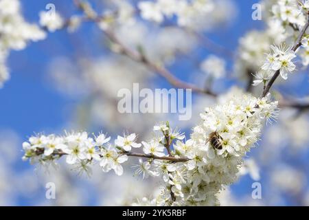 Abeille à miel recueillant le pollen des fleurs. Nature printanière. Bee recueille le nectar des fleurs blanches Banque D'Images