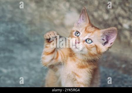 Portrait d'un chaton rouge dans le jardin. Tabby drôle chaton rouge avec les yeux verts et avec les grandes oreilles. Thème animal bébé Banque D'Images