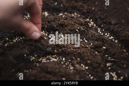 La main sème les graines sur le sol dans le jardin. Plantation de printemps d'un agriculteur dans le sol. La culture de la nourriture naturelle Banque D'Images