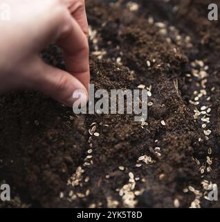 La main sème les graines sur le sol dans le jardin. Plantation de printemps d'un agriculteur dans le sol. La culture de la nourriture naturelle Banque D'Images