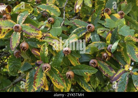 Medlar fruit Mespilus germanica sur une branche Banque D'Images