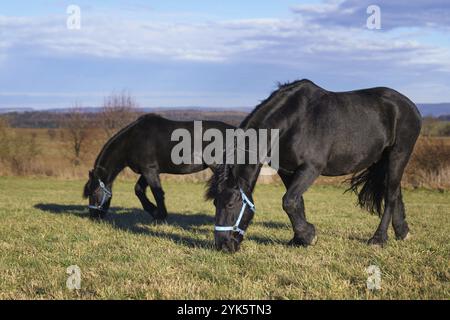 Chevaux noirs de la Frise sur le pâturage. République tchèque Banque D'Images