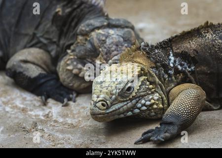 L'iguane rock cubain, Cyclura nubila. Iguane cubain couché sur le rocher Banque D'Images