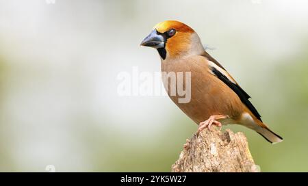 Hawfinch, Coccothraustes occothraustes, forêt méditerranéenne, Castilla y Leon, Espagne, Europe Banque D'Images