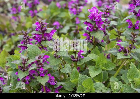 Fleurs roses d'ortie morte tachetée Lamium maculatum. Plantes médicinales dans le jardin Banque D'Images