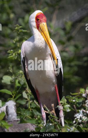 Cigogne blanche (Mycteria cinerea) dans le nid d'oiseau Banque D'Images