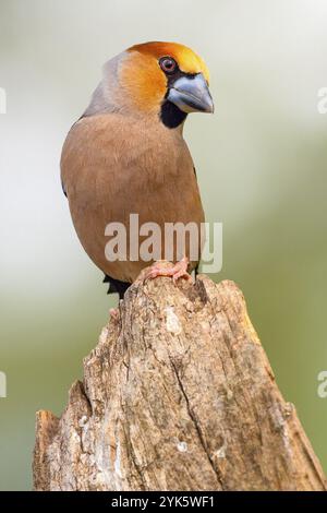 Hawfinch, Coccothraustes occothraustes, forêt méditerranéenne, Castilla y Leon, Espagne, Europe Banque D'Images