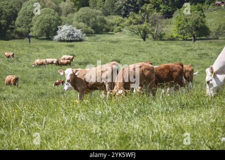 Les vaches et les veaux sur une prairie de pâturage au printemps en journée ensoleillée Banque D'Images