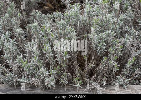 Lavandula angustifolia feuilles dans le jardin, également connu sous le nom de lavande anglais Banque D'Images