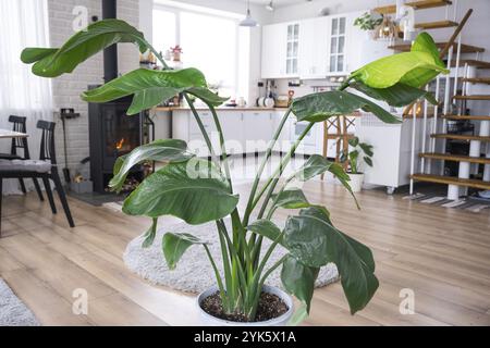 Strelitzia nicolai gros plan à l'intérieur du stand. Maison de culture et de soin de plante intérieure, maison verte dans le style de loft scandinave avec m Banque D'Images