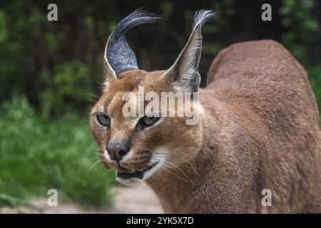 Les chats du désert Portrait Caracal (Caracal caracal), ou lynx d'Afrique avec de longues oreilles touffetée Banque D'Images