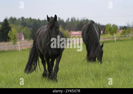 Deux chevaux noirs de la frise debout sur le pâturage Banque D'Images