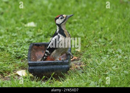 Grand pic tacheté jeune mâle assis sur le pot dans l'herbe verte regardant à droite Banque D'Images