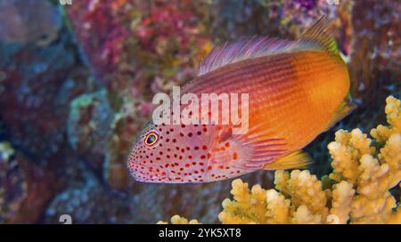 Faucons à freckled, Paracirrhites forsteri, Coral Reef, Atoll d'Ari Sud, Maldives, Océan Indien, Asie Banque D'Images