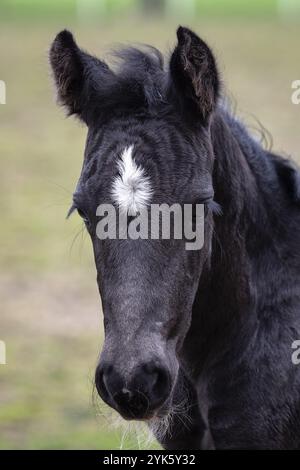 Portrait d'un poulain noir. Tête d'un cheval noir avec une tache blanche Banque D'Images