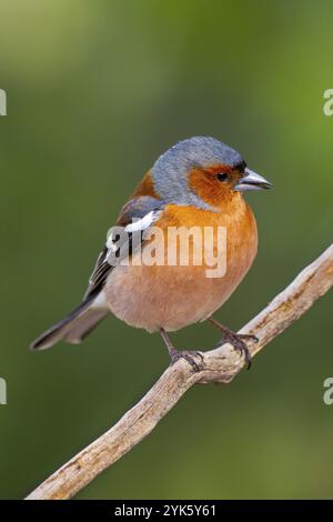 Chaffinch, Fringilla coelebs, Mediterranean Forest, Castilla y Leon, Espagne, Europe Banque D'Images