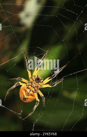 Araignée tropicale, forêt tropicale humide, bassin du fleuve Napo, Amazonie, Équateur, Amérique, Amérique du Sud Banque D'Images